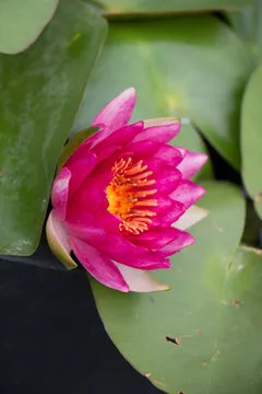 iOS APP 下载二维码